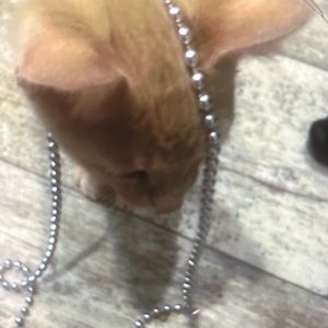 Meet your Posher, Kacey